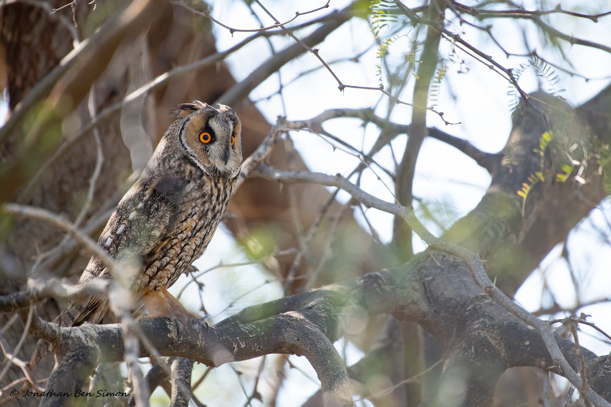 Long-eared Owl - ML319472221