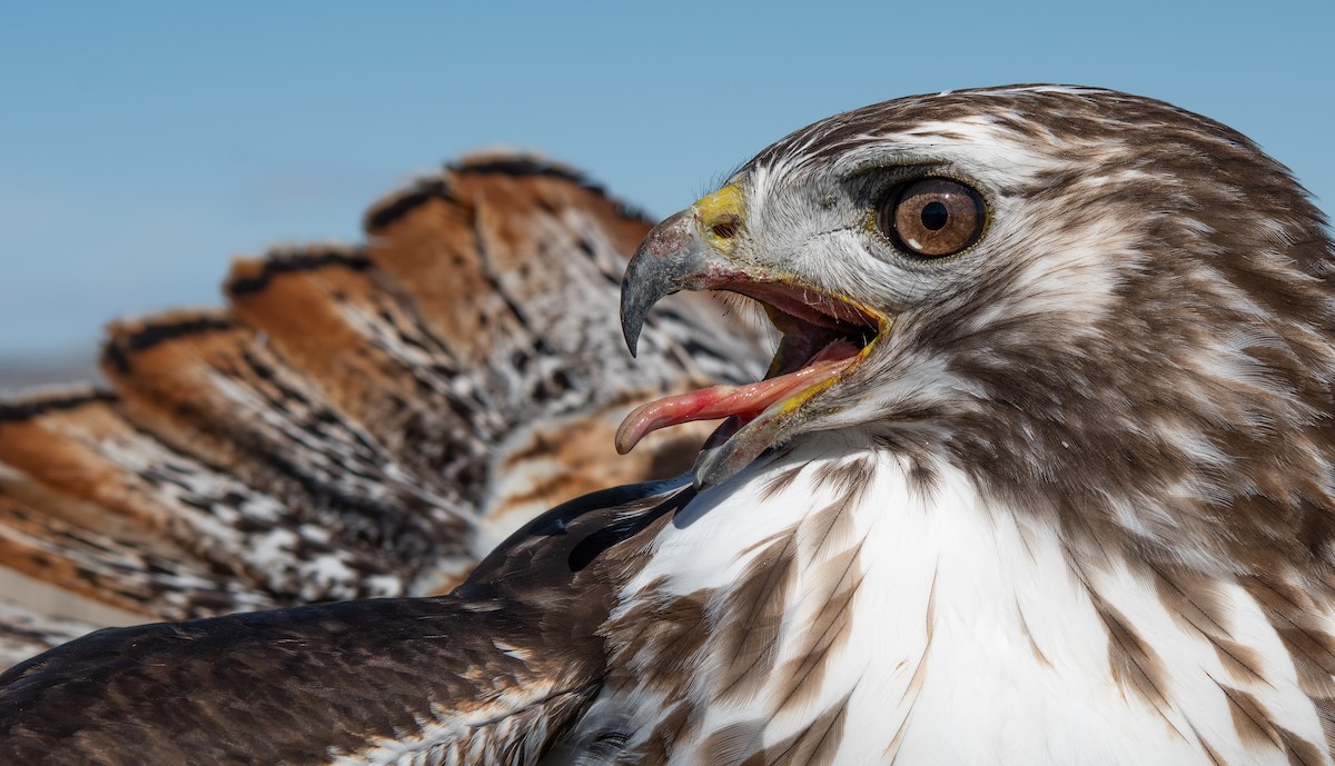 Red-tailed Hawk (Harlan's) - ML319472391
