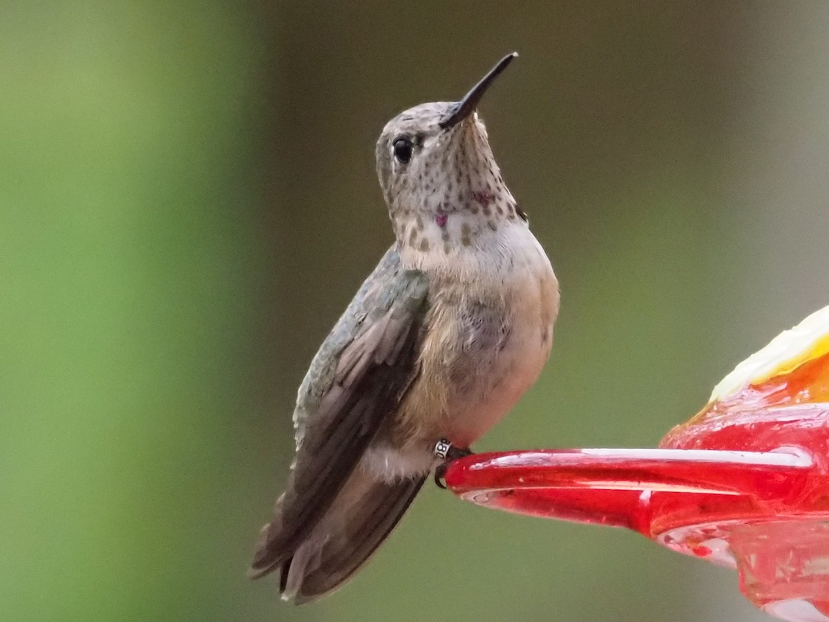 Calliope Hummingbird - ML319477811