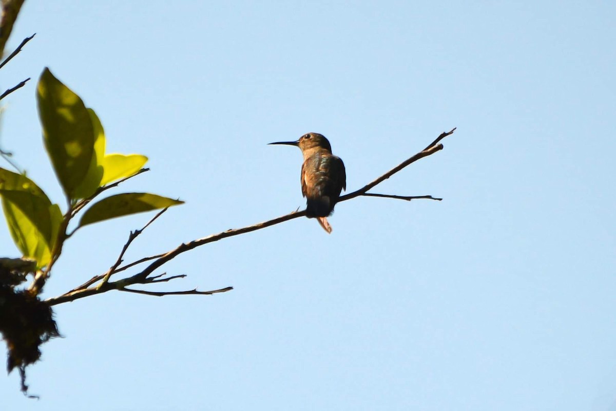 Scaly-breasted Hummingbird (Robert's) - ML319481111