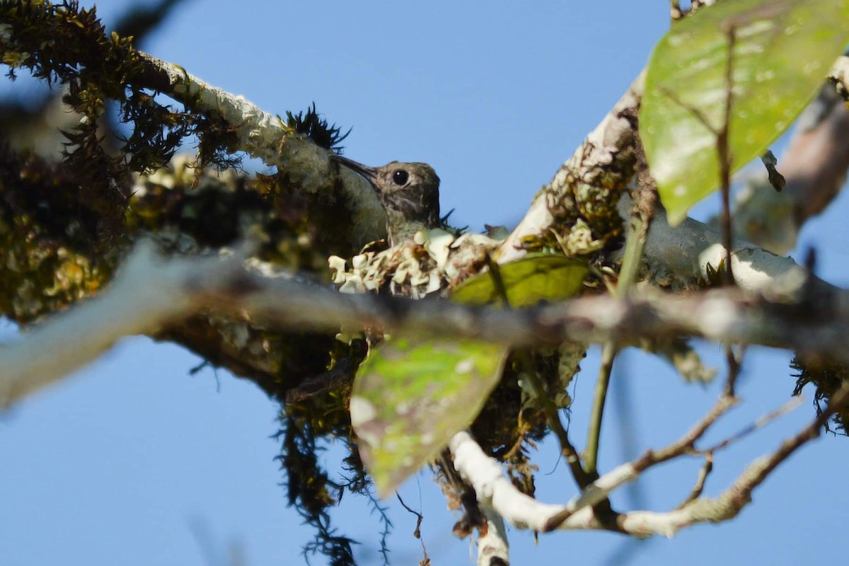 Scaly-breasted Hummingbird (Robert's) - Paúl  Martínez Córdova