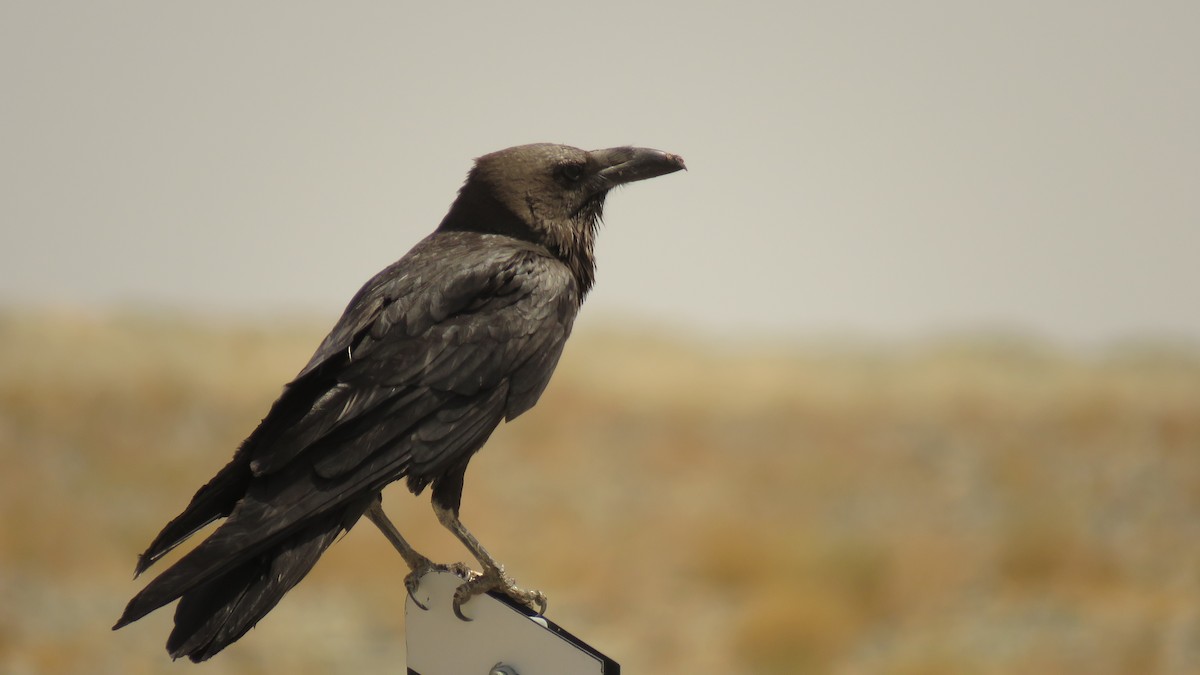 Brown-necked Raven - ML319481521