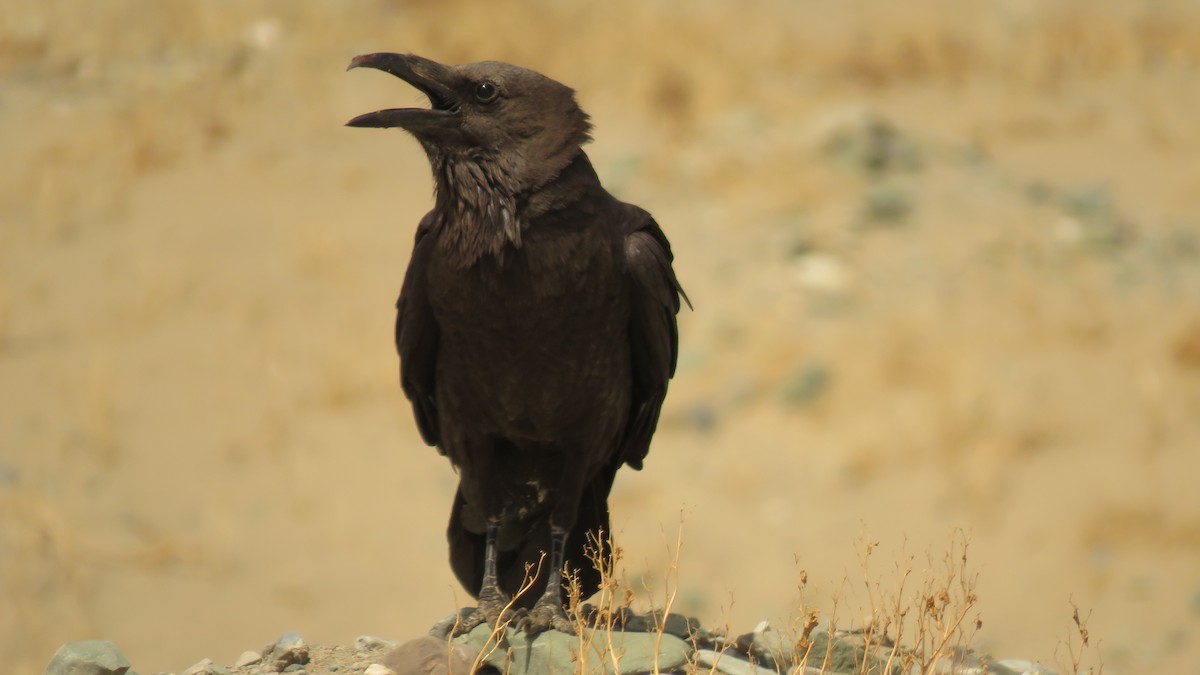 Brown-necked Raven - Ali Mousavi
