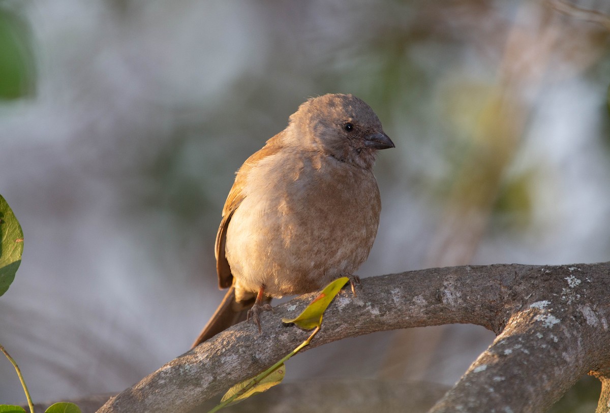 Southern Gray-headed Sparrow - ML319482221