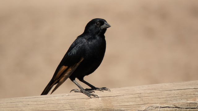 Screaming Cowbird - eBird