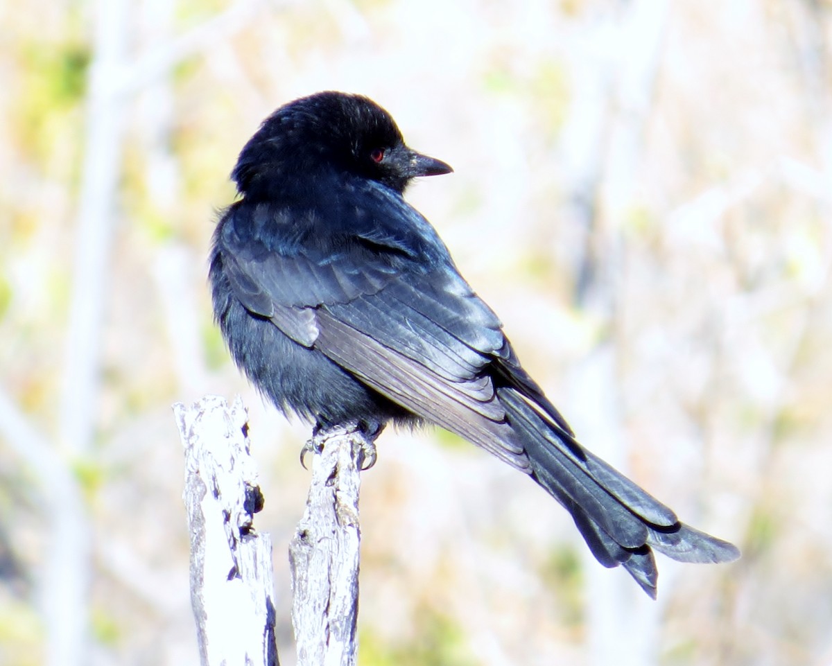 Fork-tailed Drongo - ML319491511