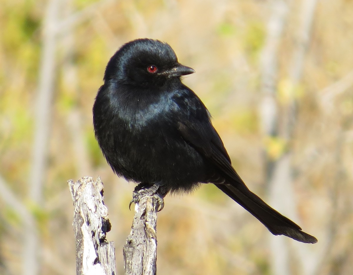 Fork-tailed Drongo - ML319491531