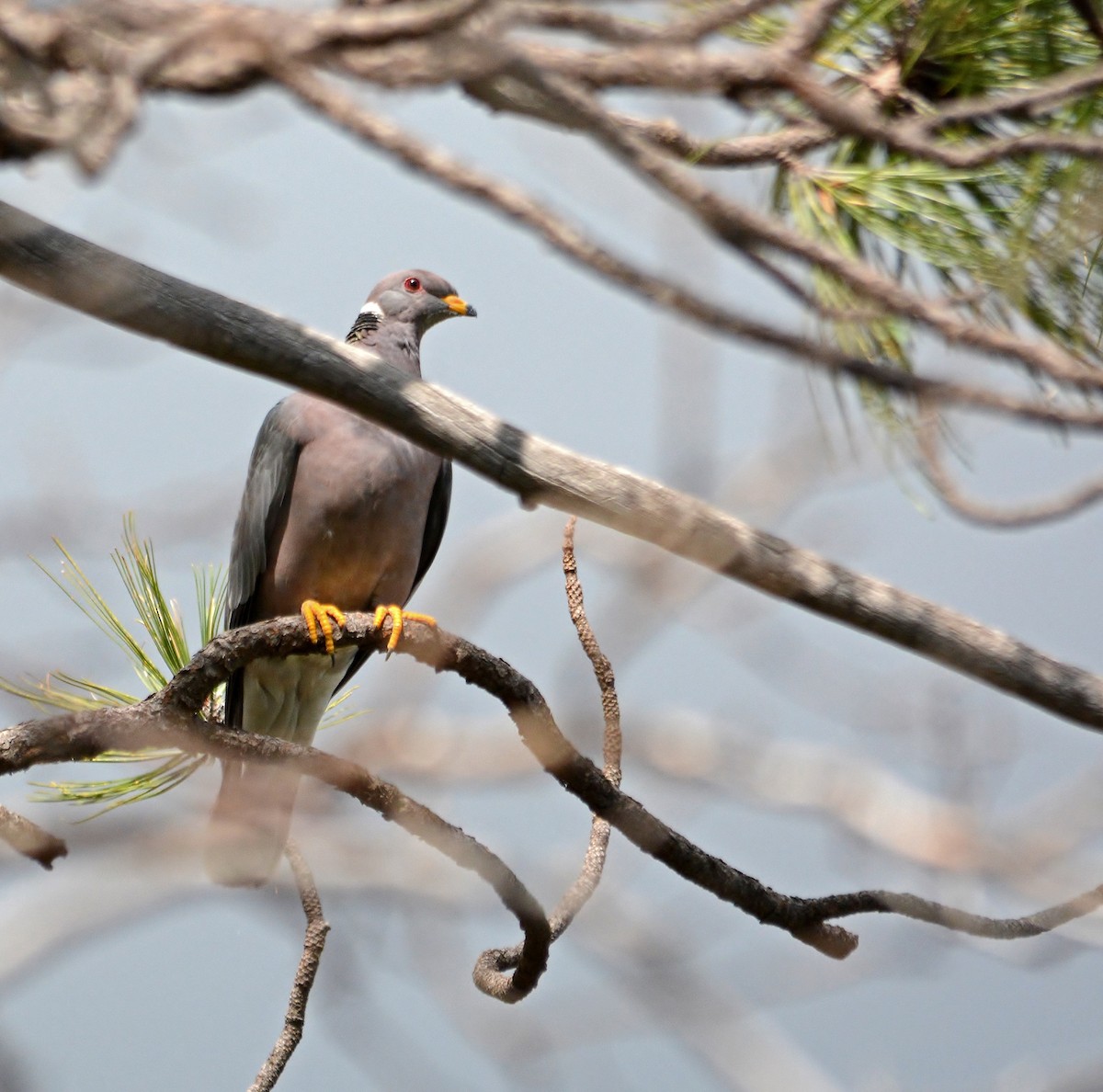 Band-tailed Pigeon - ML319492271