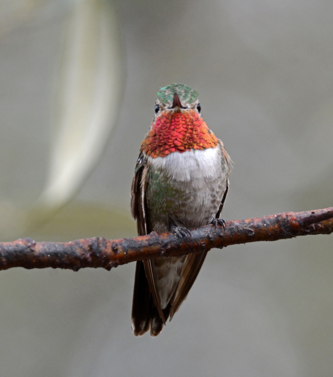 Broad-tailed Hummingbird - ML319492641