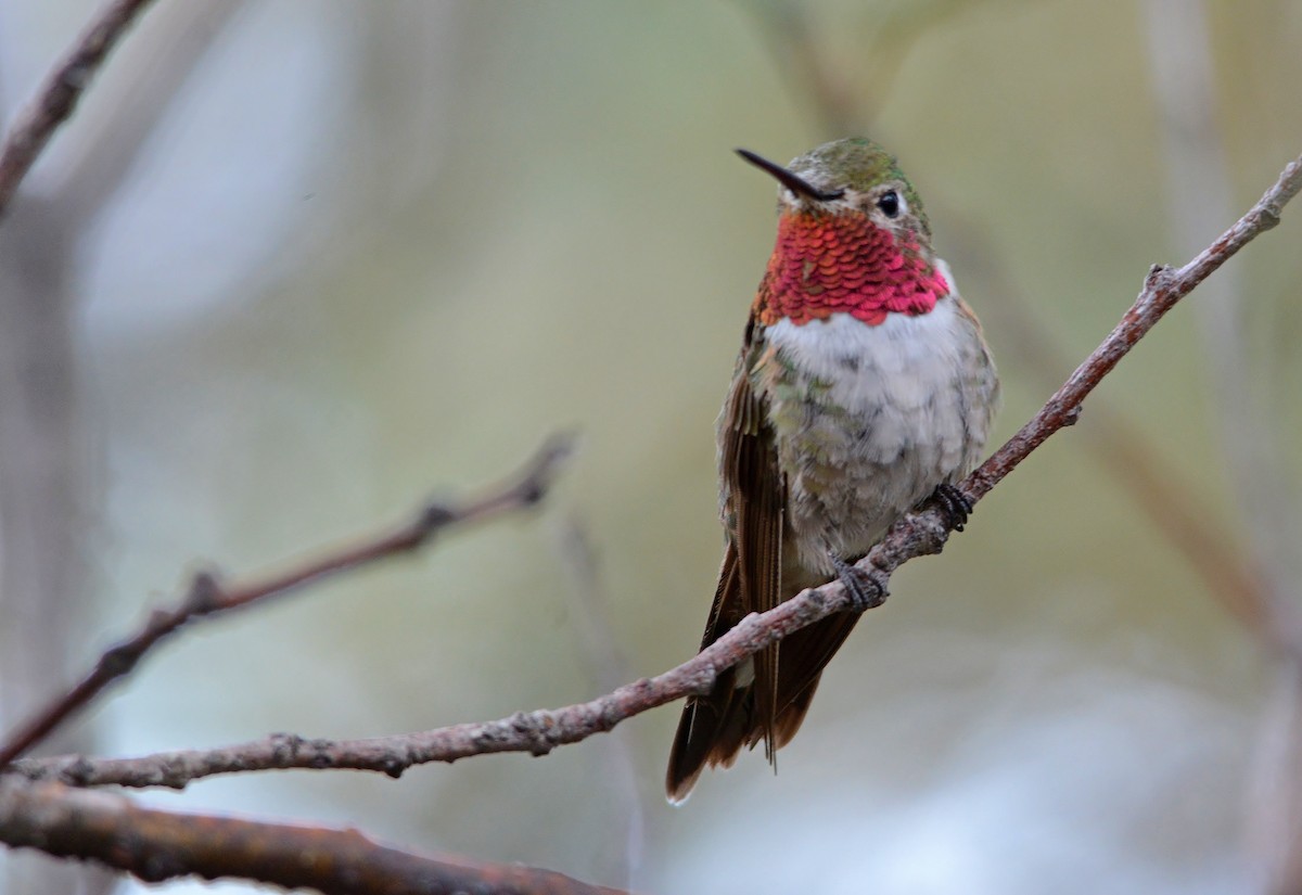Broad-tailed Hummingbird - ML319492701