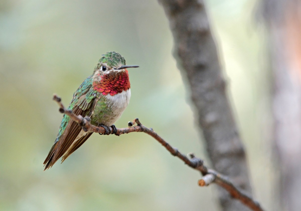 Broad-tailed Hummingbird - ML319492721