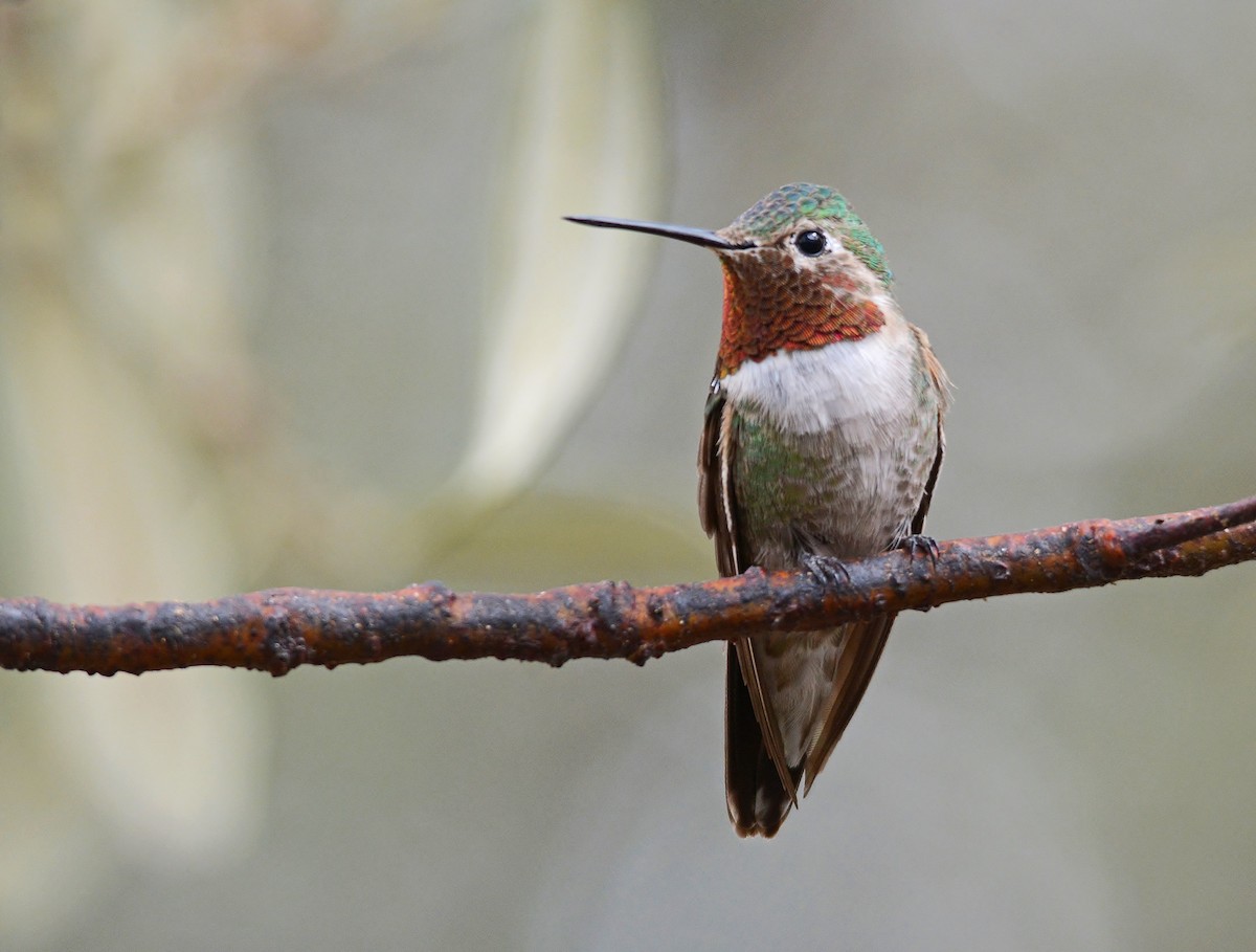 Broad-tailed Hummingbird - ML319492761