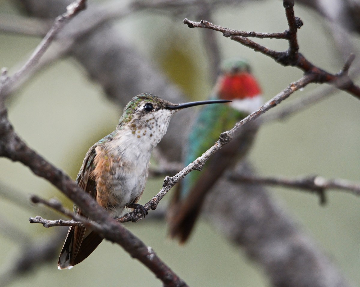 Broad-tailed Hummingbird - ML319492801