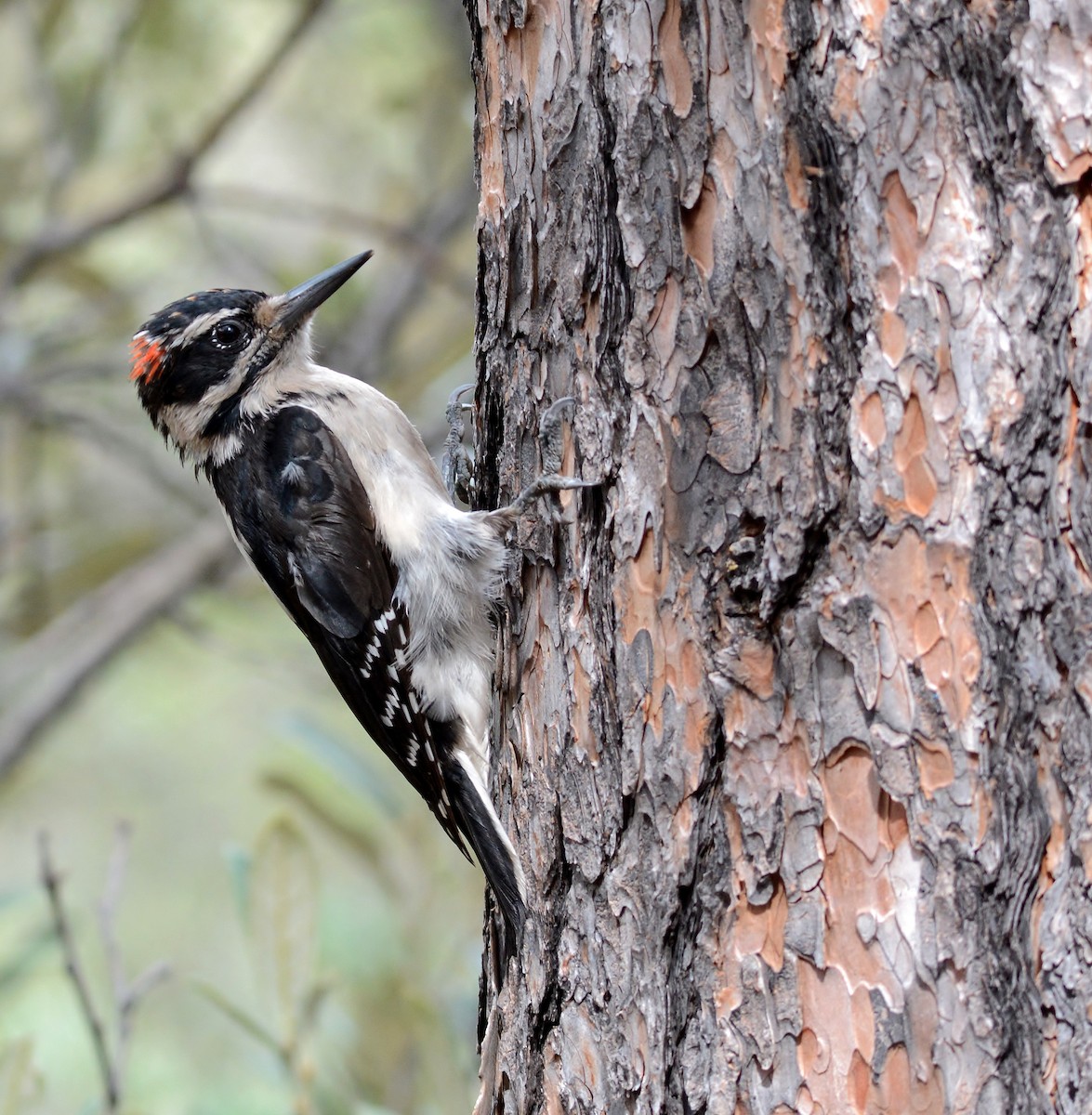 Hairy Woodpecker (Rocky Mts.) - ML319492991