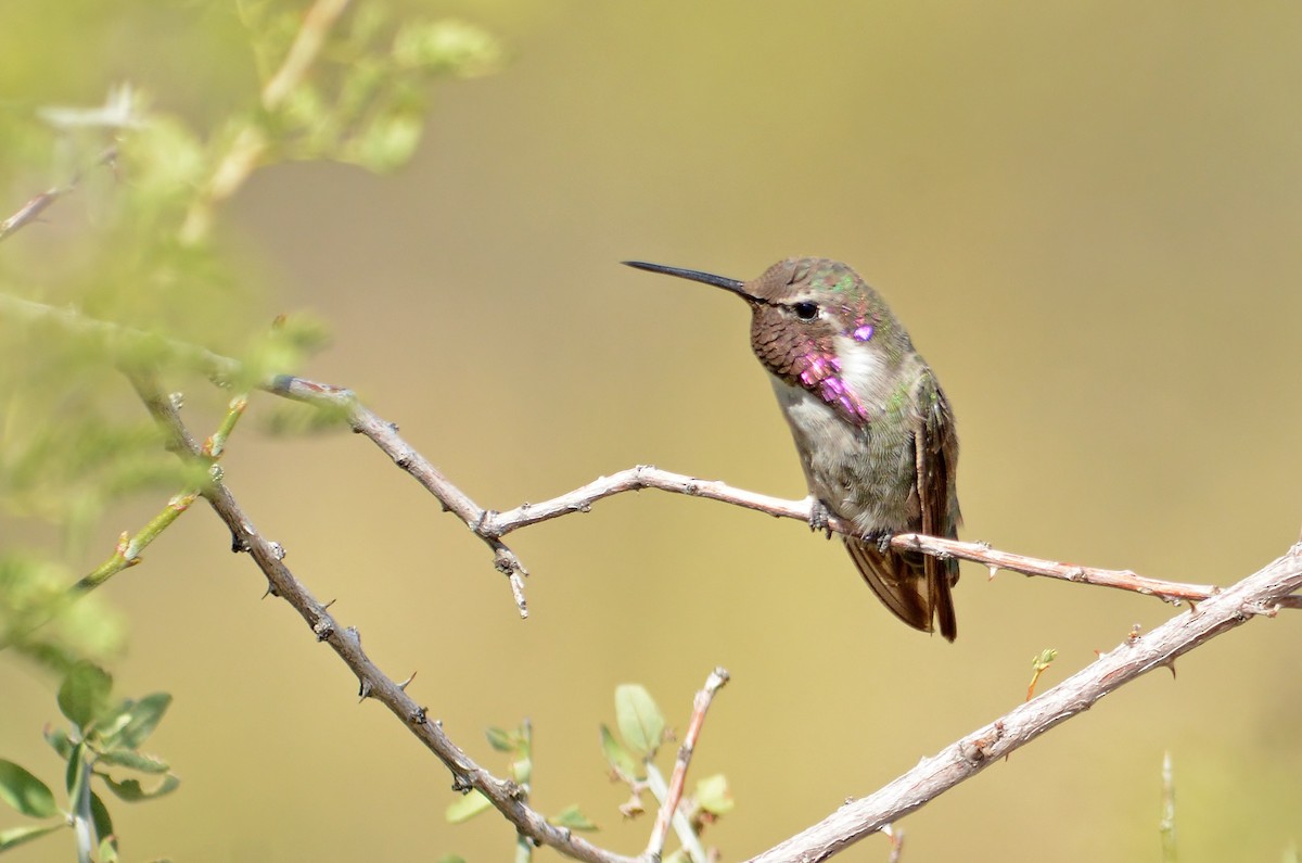 Costa's Hummingbird - Matthew Addicks