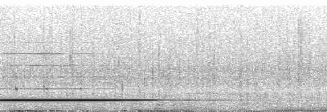 White-throated Tinamou - ML31950