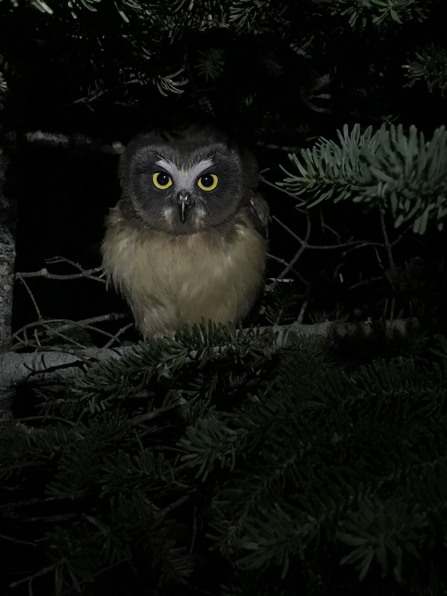 Northern Saw-whet Owl - Avery Fish