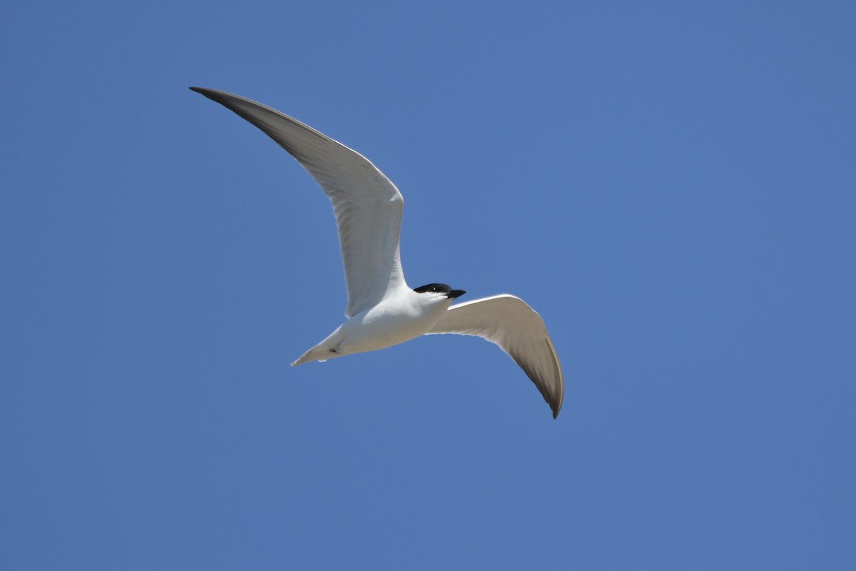 Gull-billed Tern - Santiago Caballero Carrera