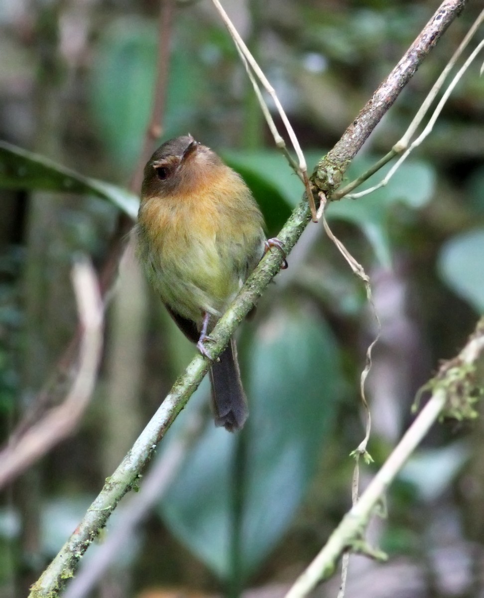 Cinnamon-breasted Tody-Tyrant - Andrew Spencer