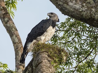 Harpy Eagle (Harpia harpyja) - JungleDragon