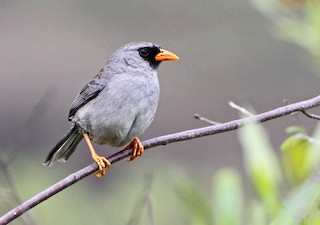  - Gray-winged Inca-Finch