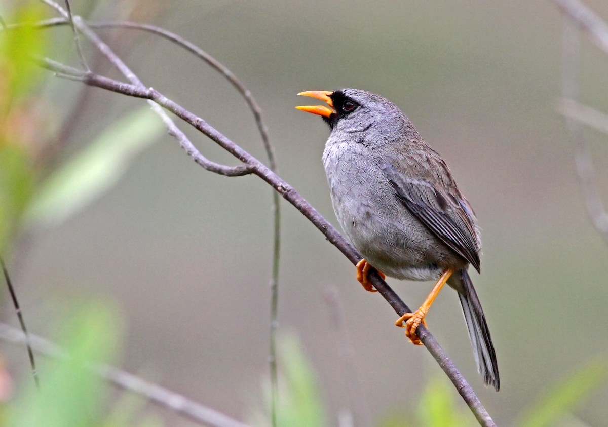 Gray-winged Inca-Finch - Andrew Spencer