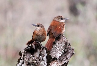  - Chestnut-backed Thornbird