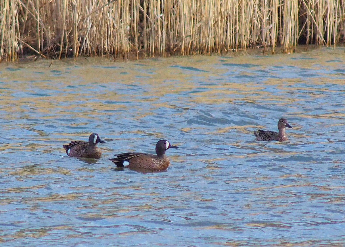 Blue-winged Teal - ML319530031