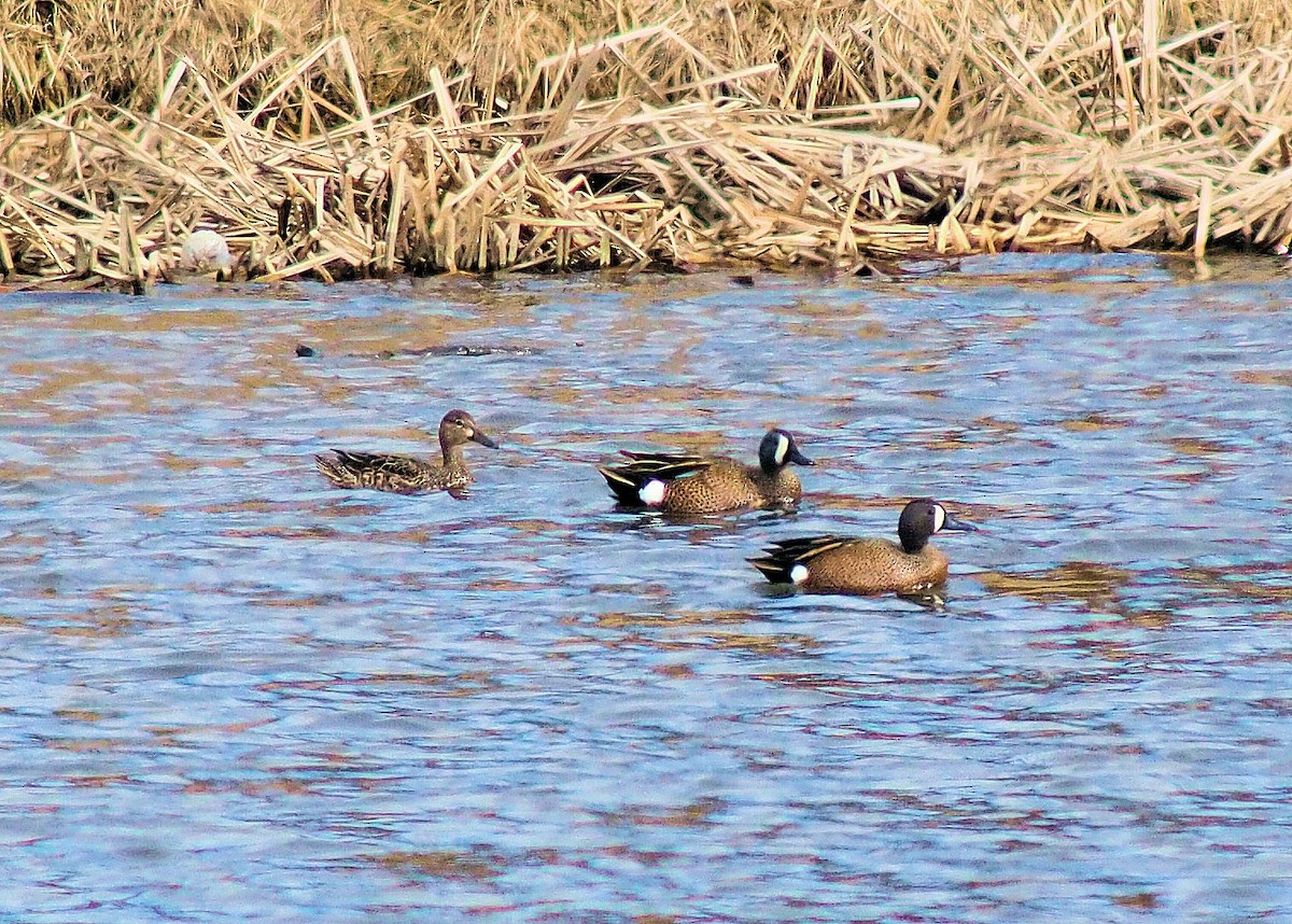 Blue-winged Teal - ML319530051