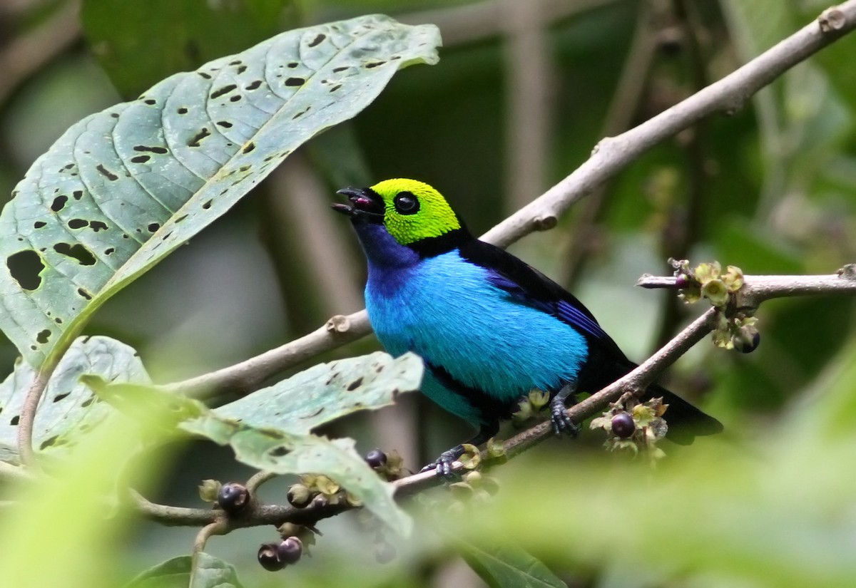 Paradise Tanager - ML31953271