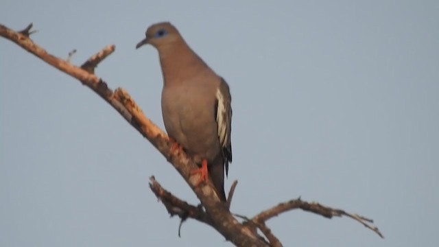 West Peruvian Dove - ML319534091