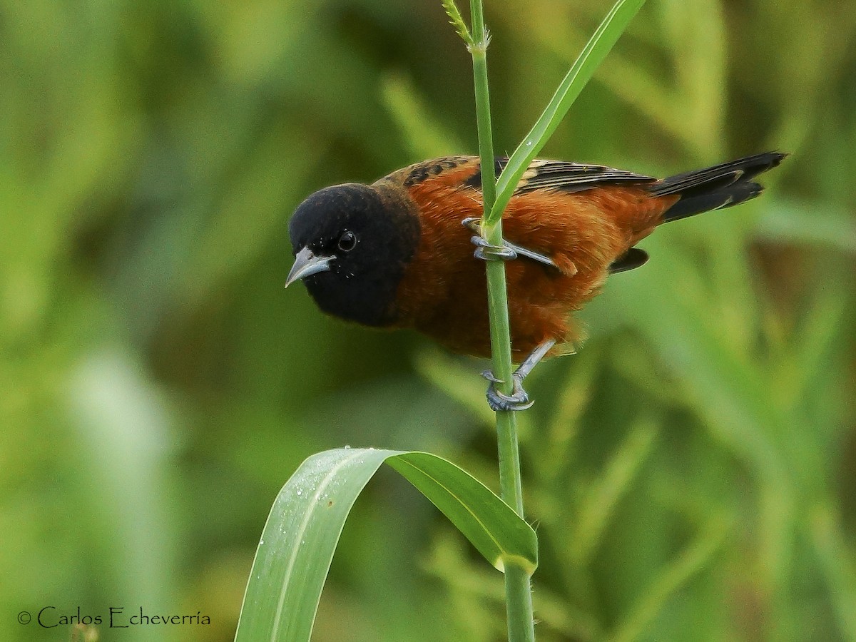 Orchard Oriole - ML319545911