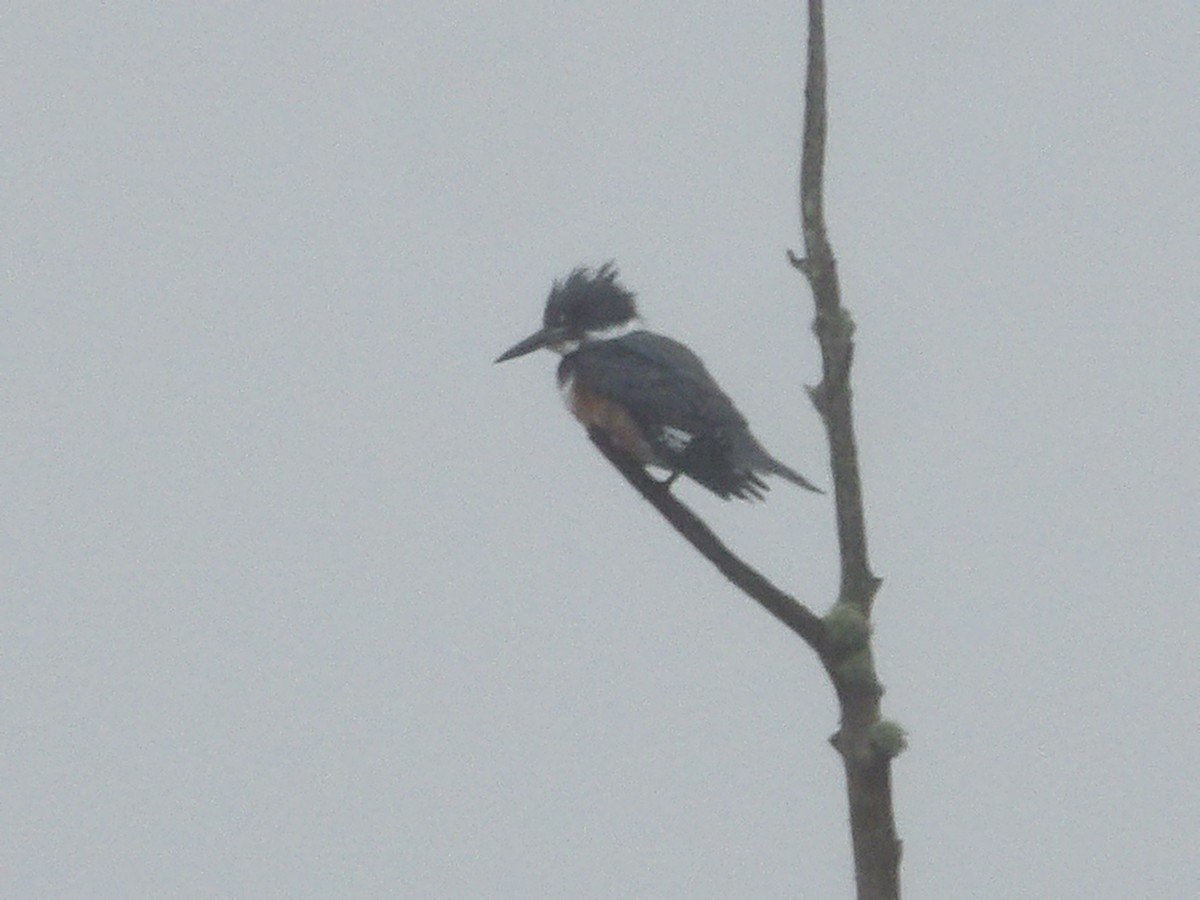 Belted Kingfisher - ML319550641