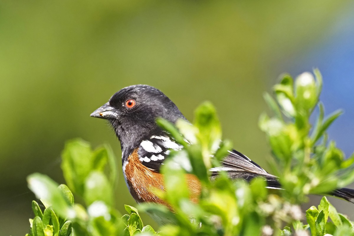 Spotted Towhee - ML319557371