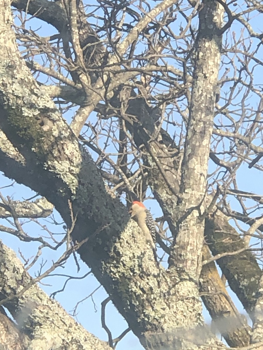 Red-bellied Woodpecker - ML319559031