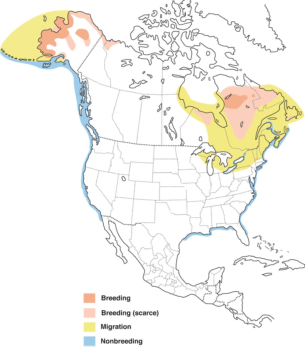 Black Scoter Range Map