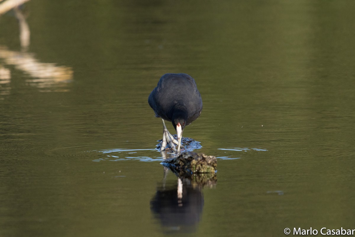 American Coot (Red-shielded) - ML31956911