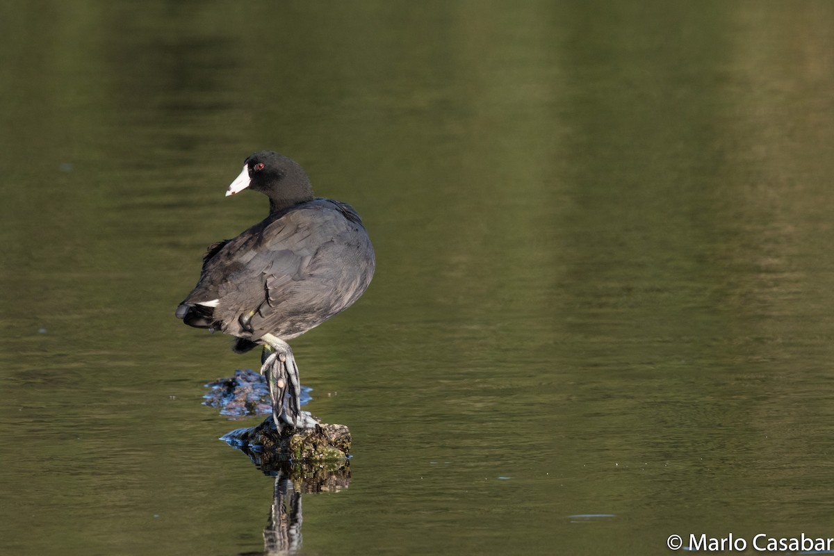 American Coot (Red-shielded) - ML31956931