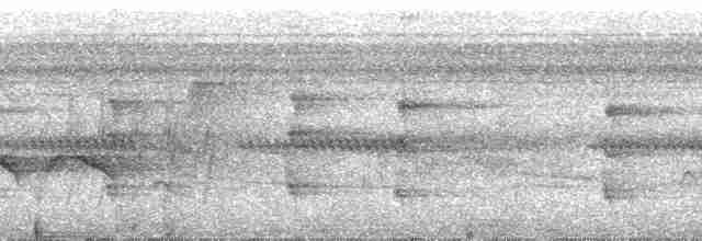 Zeytuni Tırmaşık [griseicapillus grubu] - ML31958