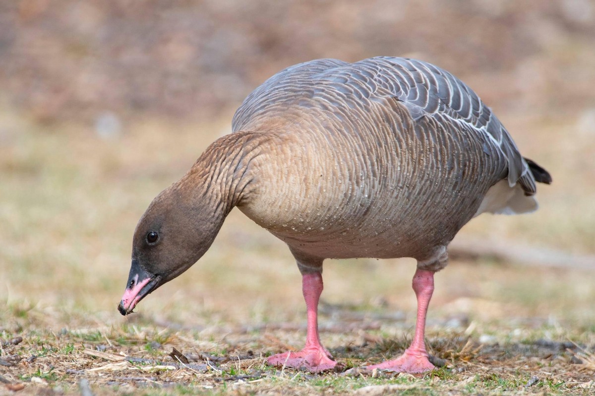 Pink-footed Goose - Justin Lawson