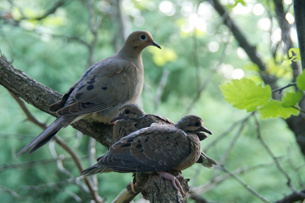 Mourning Dove - Daniel Wise