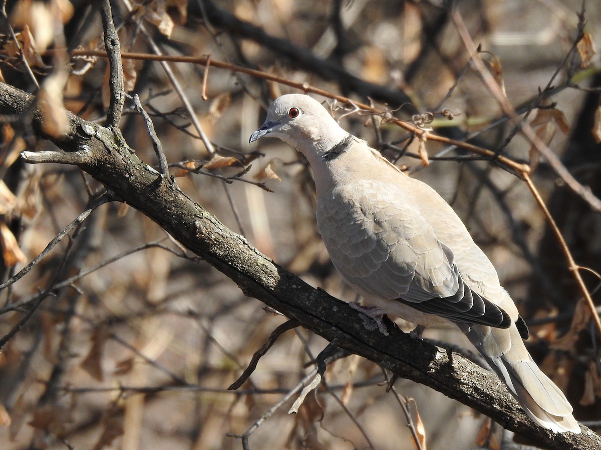 Eurasian Collared-Dove - ML319593021