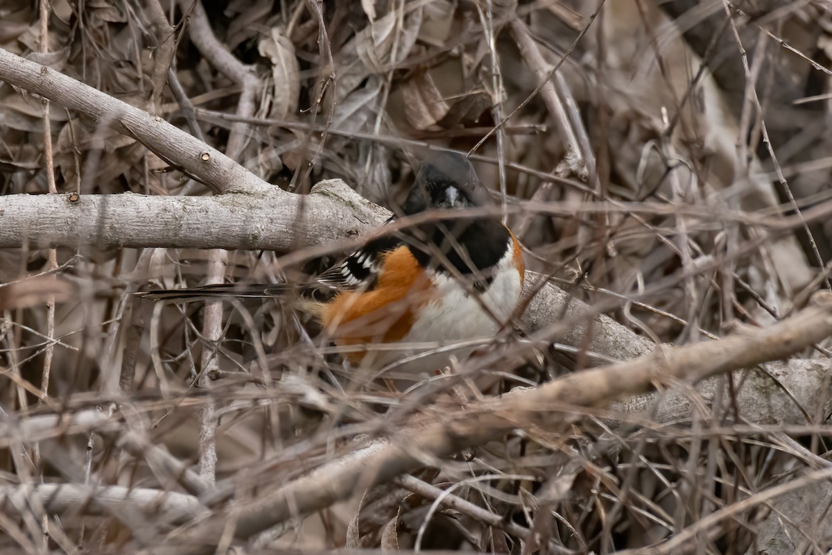 Spotted Towhee - ML319601041