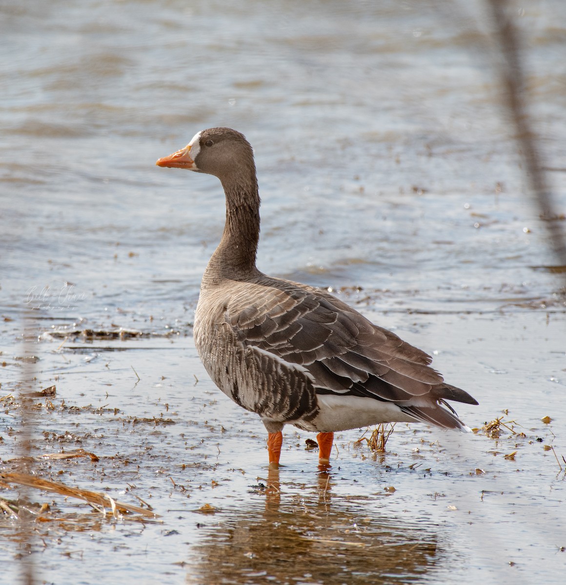 Greater White-fronted Goose - Bill Chan