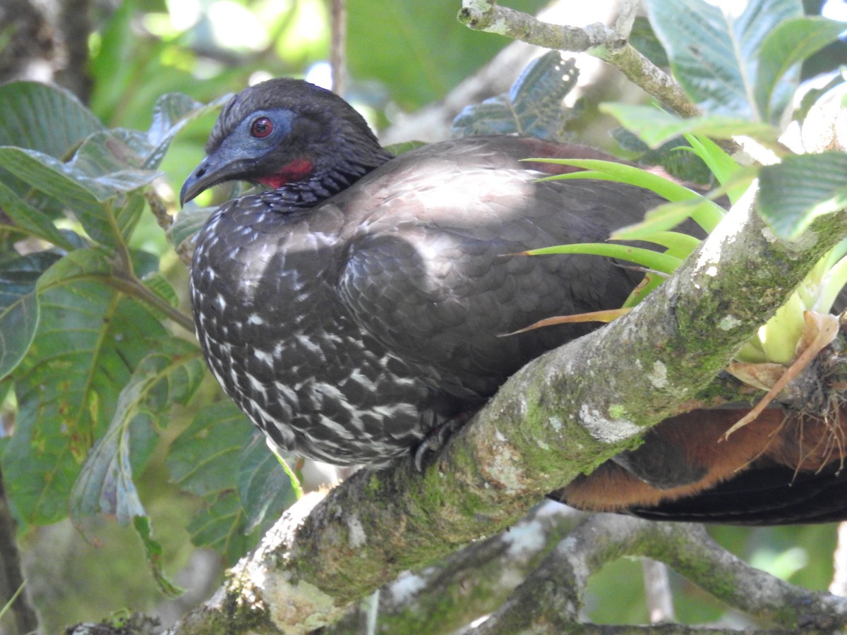 Crested Guan - ML319615531