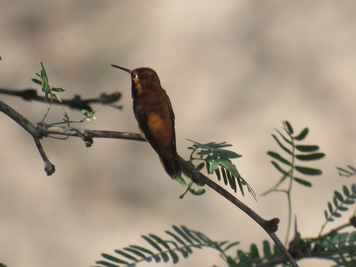 Rufous Hummingbird - Dawn Zappone