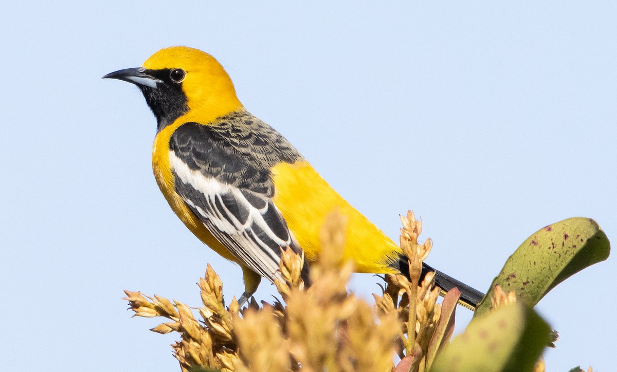 Hooded Oriole - Liam Huber