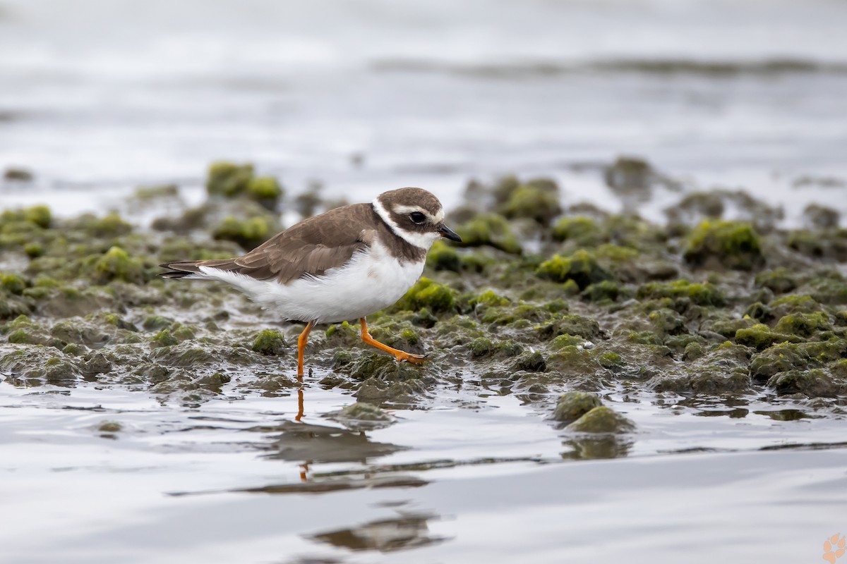 Common Ringed Plover - ML319626791
