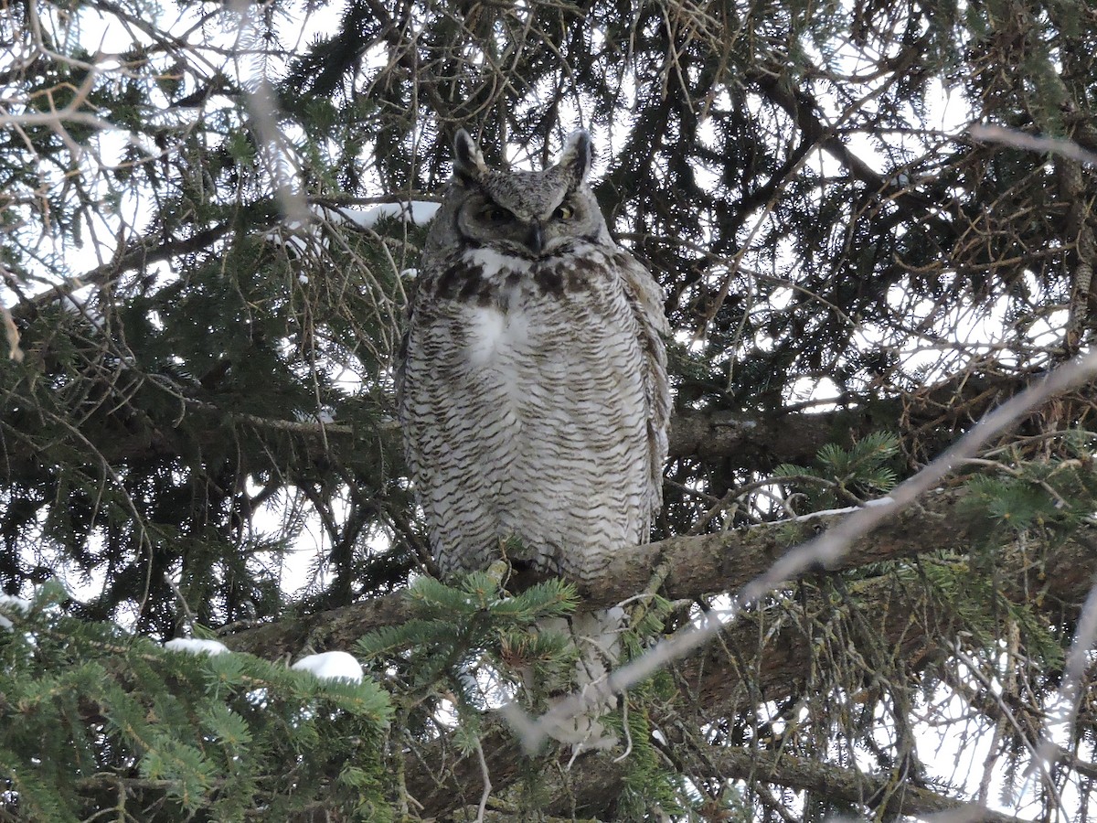 Great Horned Owl - ML319626931
