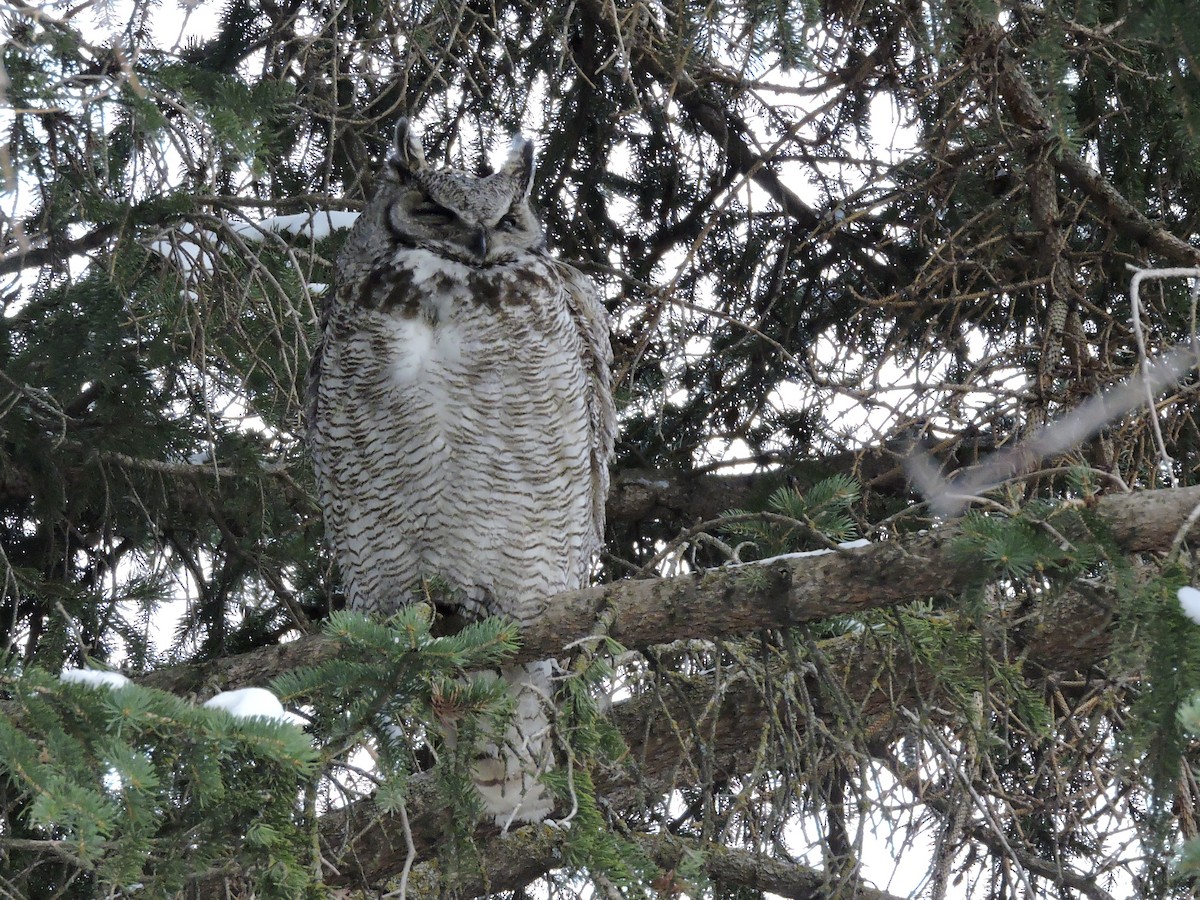 Great Horned Owl - ML319626951
